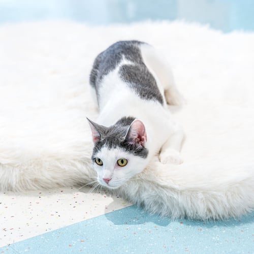 CHATTY CATHY - Domestic Short Hair available for adoption