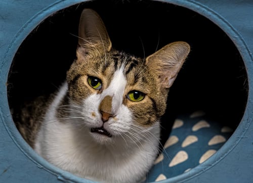 GEESE A LAYING - Tabby / Domestic Short Hair available for adoption