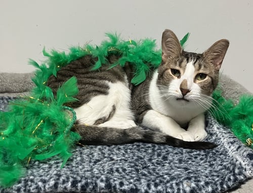 GEESE A LAYING - Tabby / Domestic Short Hair available for adoption