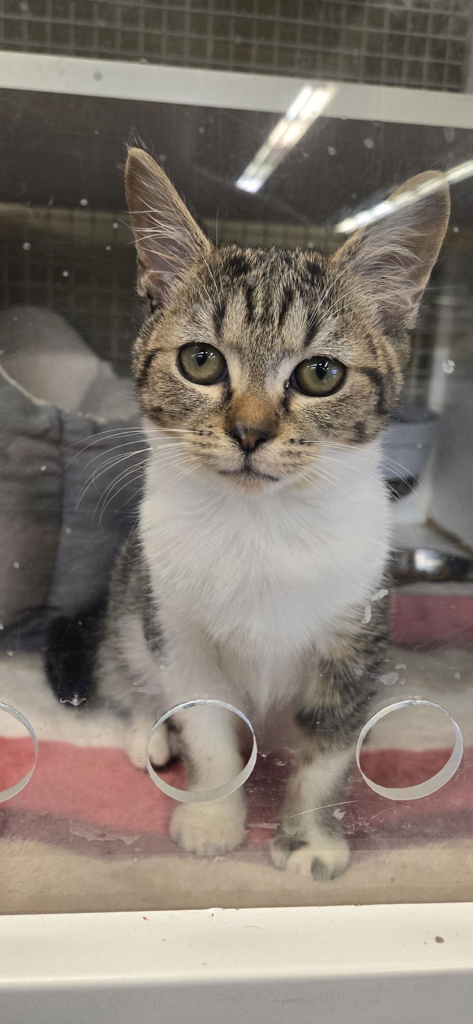 LOUISE - Domestic Short Hair available for adoption