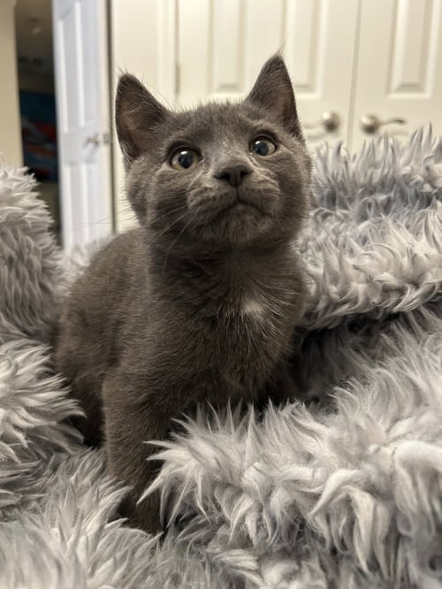 TONY - Domestic Short Hair for adoption in Columbus