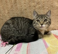Mozzarella Sticks - Photo 4