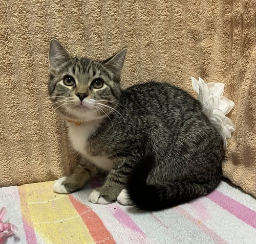 MOZZARELLA STICKS - Domestic Short Hair / Tabby for adoption in Columbus