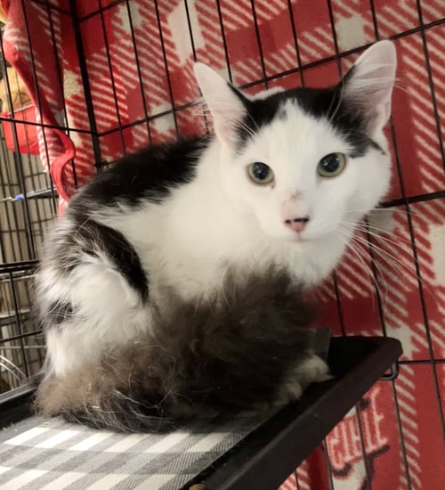 TULIO - Domestic Long Hair available for adoption