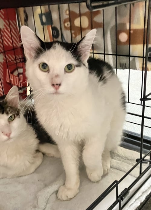 TULIO - Domestic Long Hair available for adoption