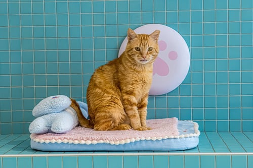 GORDON RAMSAY - Domestic Short Hair available for adoption