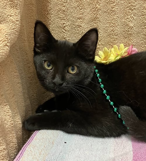 PEPPERONI ROLL - Domestic Short Hair for adoption in Columbus