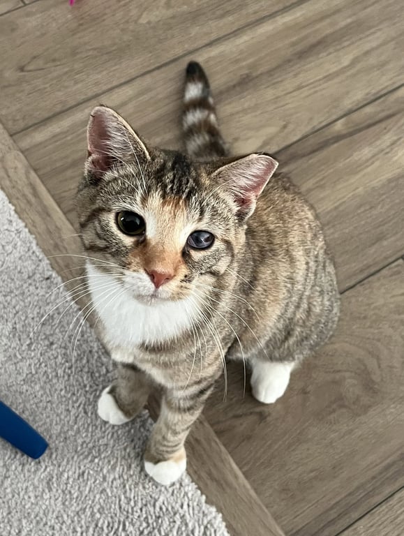 Miss Molly Image
