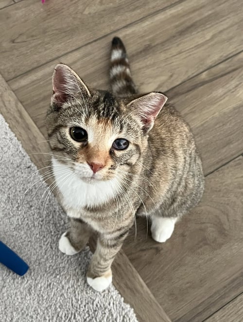 MISS MOLLY - Torbie / Domestic Short Hair available for adoption