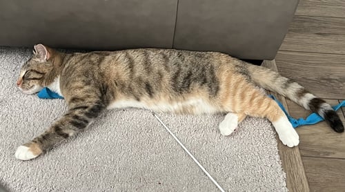 MISS MOLLY - Torbie / Domestic Short Hair available for adoption