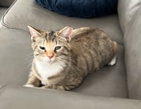 Miss Molly - Photo 4