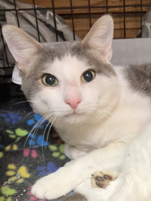 WILBERFORCE - Domestic Short Hair available for adoption