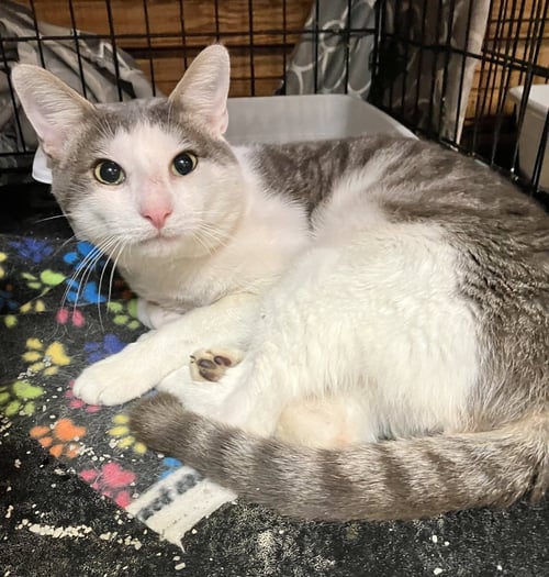WILBERFORCE - Domestic Short Hair available for adoption