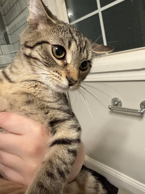 TOLEDO - Tabby / Domestic Short Hair for adoption in Columbus