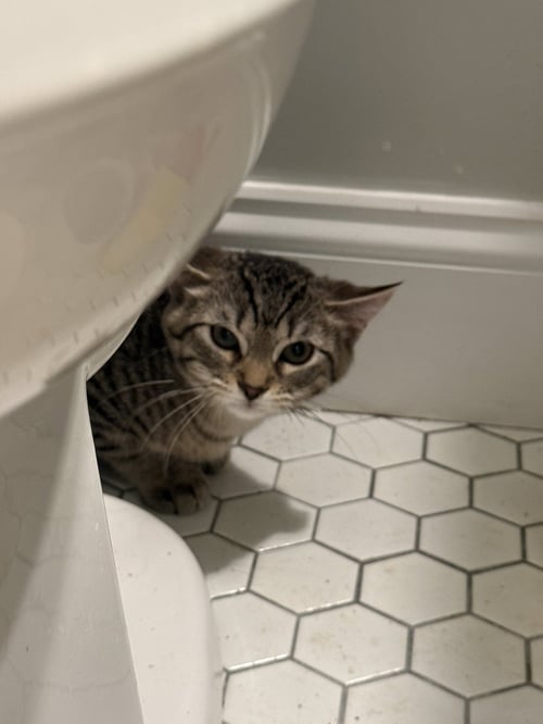 TOLEDO - Tabby / Domestic Short Hair available for adoption