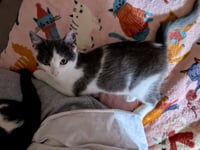Jellybean - Photo 3