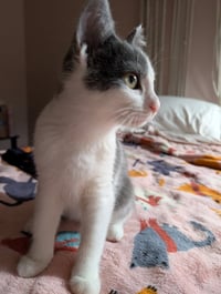 Jellybean - Photo 5