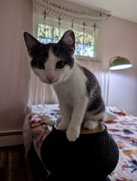 Jellybean - Photo 2
