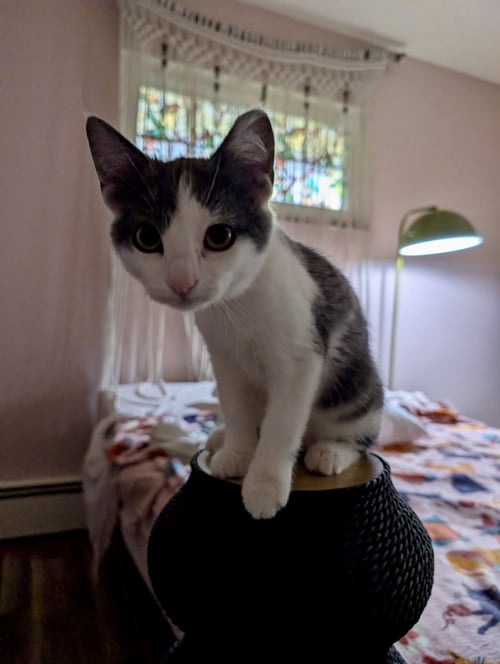 JELLYBEAN - Domestic Short Hair available for adoption