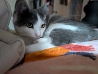Jellybean - Photo 1