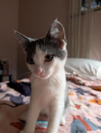 Jellybean - Photo 4