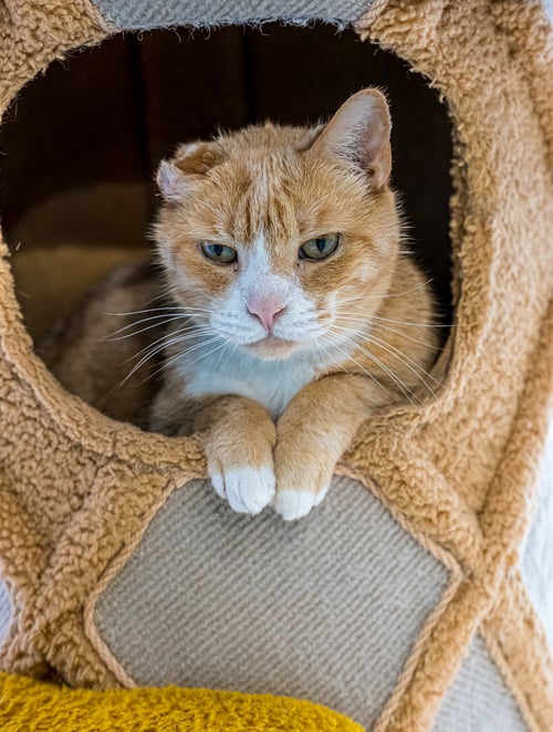 ARLO - KBC - Domestic Short Hair available for adoption