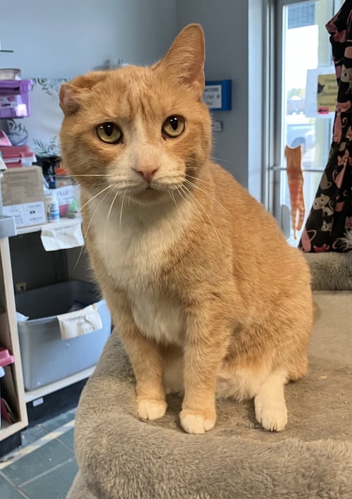 ARLO - KBC - Domestic Short Hair available for adoption