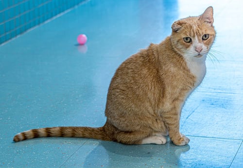 ARLO - KBC - Domestic Short Hair available for adoption