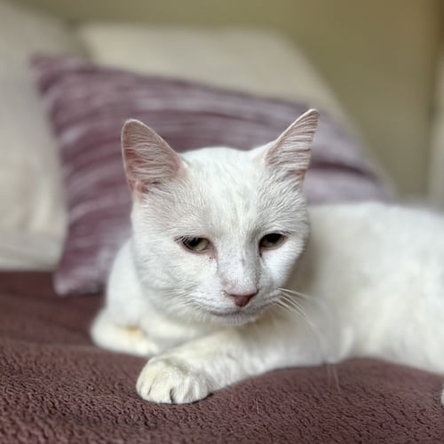 EARL (BONDED TO FLOYD) - Domestic Short Hair available for adoption