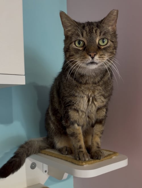 YUTANI (BONDED TO WEYLAND) - KBC - Domestic Short Hair / Tabby available for adoption