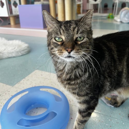 YUTANI (BONDED TO WEYLAND) - KBC - Domestic Short Hair / Tabby available for adoption
