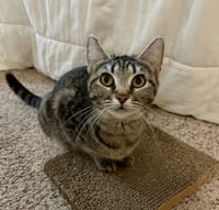 Nutmeg - Photo 1