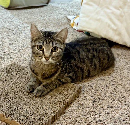 NUTMEG - Tabby / Domestic Short Hair available for adoption