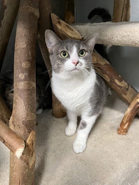 LUGNUT - Domestic Short Hair for adoption in Columbus