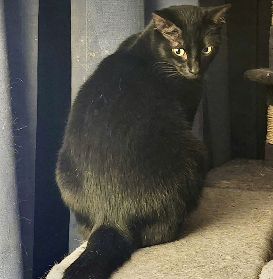 RAVEN (AKA SAMMY JOE) - Domestic Short Hair available for adoption