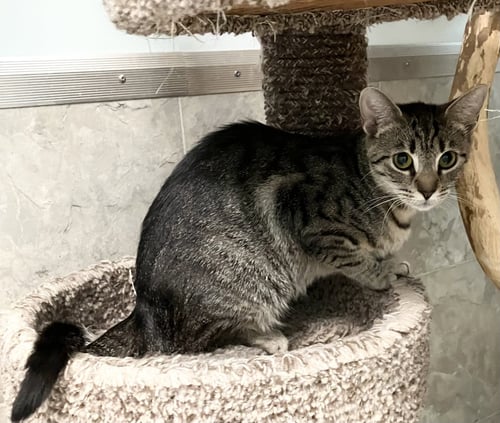 KATNISS - Domestic Short Hair / Tabby available for adoption