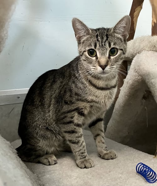 KATNISS - Domestic Short Hair / Tabby available for adoption