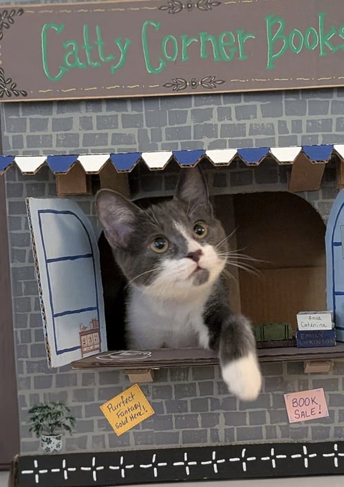 BUTTERBALL - Domestic Short Hair available for adoption