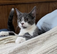 Butterball - Photo 2