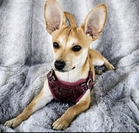 Peanut - Photo 3