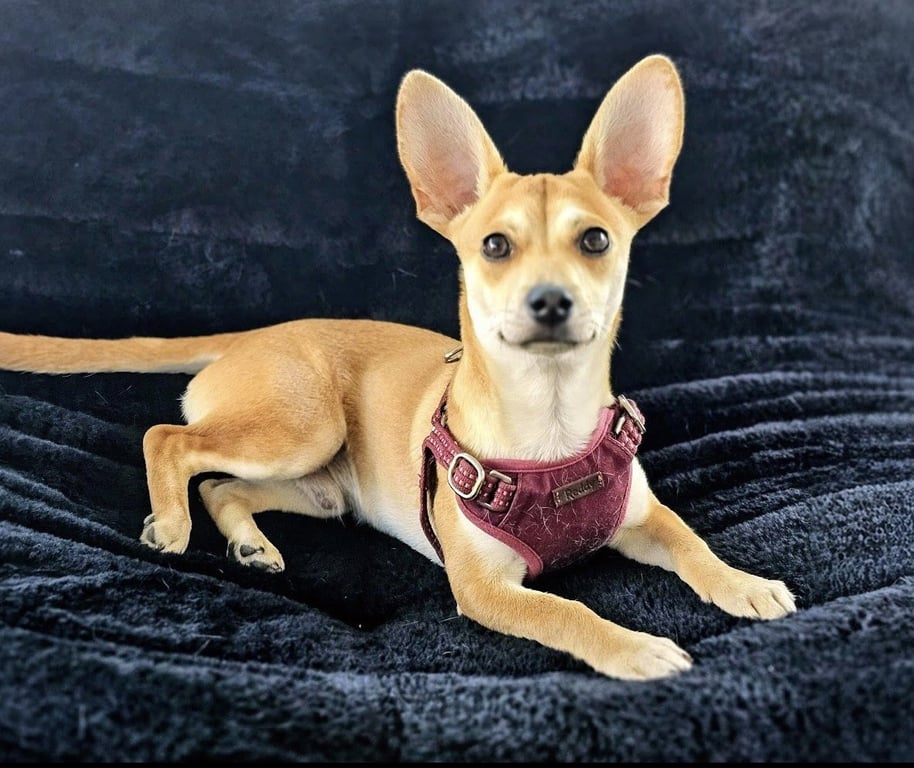 Peanut Image