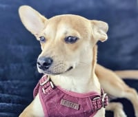 Peanut - Photo 4