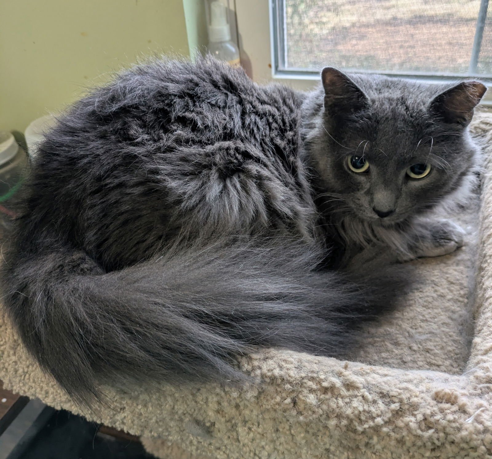 HARRY LEROY - Domestic Long Hair available for adoption