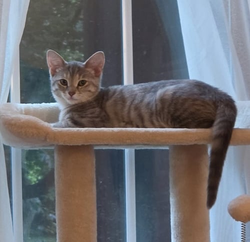 BARLEY - Domestic Short Hair available for adoption