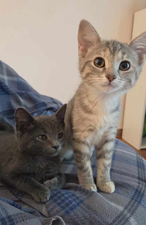 BARLEY - Domestic Short Hair available for adoption