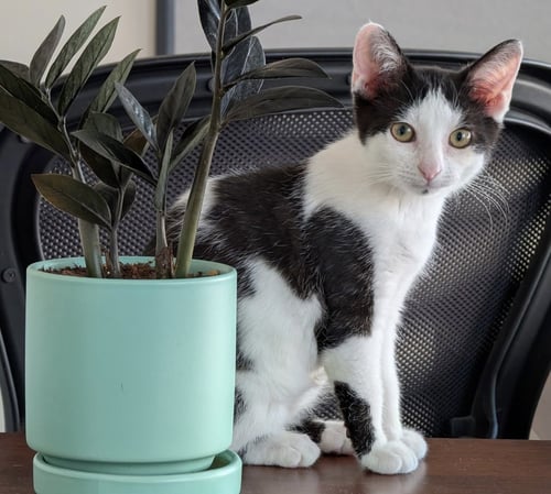 MARTINA (BONDED WITH FIZZY) - Domestic Short Hair available for adoption