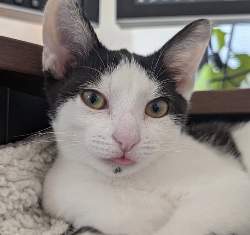 MARTINA (BONDED WITH FIZZY) - Domestic Short Hair available for adoption