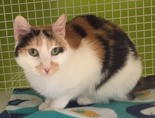 ABBY - Calico available for adoption