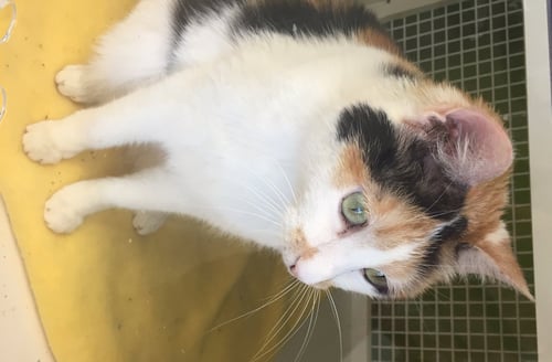 ABBY - Calico available for adoption