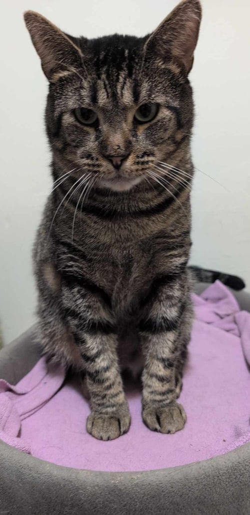 BROCK - Tiger / Domestic Short Hair available for adoption